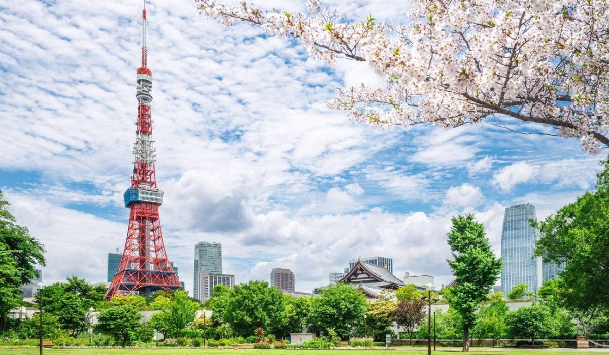 imgi_551_dnl8ddxg0l1vobk2w156oqi84aoo_Tokyo Tower-Cherry Blossom